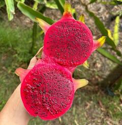 रोज सुबह इस गुलाबी फल को खाने से हो सकती है कई बीमारियों की छुट्टी