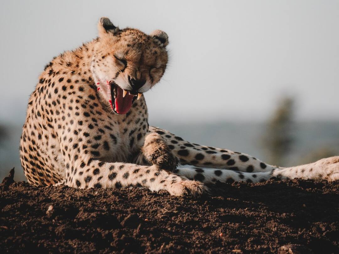 Leopard Entered on The Sets Of Serial Set వీడియో: సీరియల్ షూటింగ్ మధ్యలో చిరుత పులి ఎంట్రీ - భయంతో పరుగులు పెట్టిన నటీనటులు, సిబ్బంది