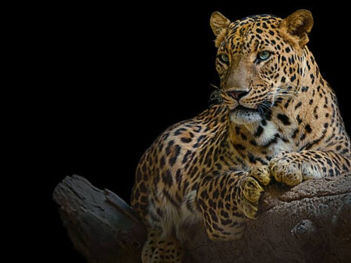Leopard Enters TV Serial Set With Cub In Goregaon Mumbai Film City Once Again Leopard Enters TV Serial Set In Mumbai's Film City, This Time With Its Cub — Watch