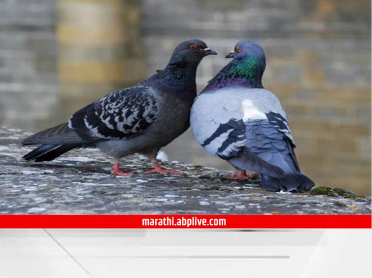 Pune Crime News the gang fed the pigeon droppings to the minor boy For stealing pigeon Pune Crime News : कबुतर चोरलं म्हणून टोळीने अल्पवयीन मुलाला खाऊ घातली कबुतराची विष्टा; पुण्यातील प्रकार