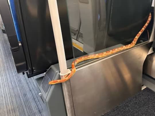 snake on a train passengers shocked after spotted corn snake slithering near the door Viral Post: ਟਰੇਨ 'ਚ ਰੇਂਗਦਾ ਨਜ਼ਰ ਆਇਆ ਸੱਪ, ਯਾਤਰੀਆਂ 'ਚ ਮਚੀ ਭਗਦੜ, ਕਾਰਨ ਹੋਰ ਵੀ ਹੈਰਾਨੀਜਨਕ