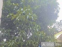 తెలంగాణలో ఏడాదిలో పడాల్సిన వాన ఒక్కరోజే- రికార్డు స్థాయిలో వర్షాలు