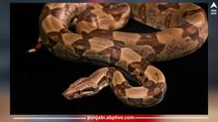 Snake Bite First Aid: ਸੱਪ ਦੇ ਡੰਗਣ 'ਤੇ ਨਹੀਂ ਹੋਏਗੀ ਮੌਤ, ਇਹ ਘਰੇਲੂ ਉਪਾਅ ਬਚਾ ਸਕਦੇ ਜਾਨ