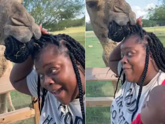 camel in zoo grasps womans hair and was not ready to leave Viral Video: ਊਠ ਨੂੰ ਪਸੰਦ ਆ ਗਏ ਔਰਤ ਦੇ ਵਾਲ, ਛੱਡਣ ਨੂੰ ਨਹੀਂ ਸੀ ਤਿਆਰ!