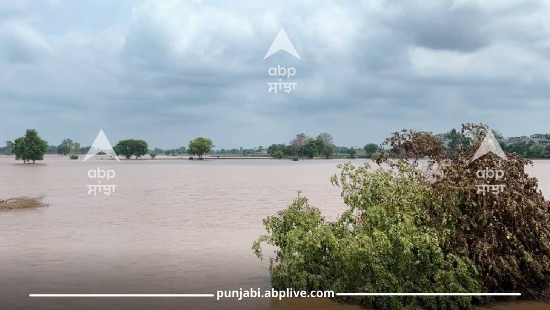 Sangrur News: ਅਜੇ ਵੀ ਹੜ੍ਹ ਦੀ ਮਾਰ ਝੱਲ ਰਹੇ ਨੇ ਸੰਗਰੂਰ ਦੇ ਪਿੰਡ, ਮਦਦ ਲਈ ਨਹੀਂ ਅੱਪੜਿਆ ਕੋਈ 'ਸਰਕਾਰੀ ਬਾਬੂ' The villages of Sangrur are still suffering from floods Sangrur News: ਅਜੇ ਵੀ ਹੜ੍ਹ ਦੀ ਮਾਰ ਝੱਲ ਰਹੇ ਨੇ ਸੰਗਰੂਰ ਦੇ ਪਿੰਡ, ਮਦਦ ਲਈ ਨਹੀਂ ਅੱਪੜਿਆ ਕੋਈ 'ਸਰਕਾਰੀ ਬਾਬੂ'