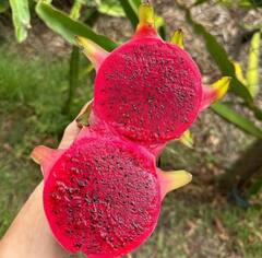 ਰੋਜ਼ ਸਵੇਰੇ ਇਸ ਗੁਲਾਬੀ ਫਲ ਨੂੰ ਖਾਣ ਨਾਲ ਕਈ ਬੀਮਾਰੀਆਂ ਹੋ ਸਕਦੀਆਂ ਹਨ ਦੂਰ