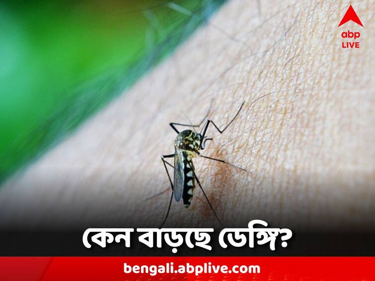 Work to prevent disruptions for voting North 24 Parganas district administration claims that dengue is under control WB Dengue: ভোটের জন্য ব্যাহত প্রতিরোধের কাজ! ডেঙ্গির দাপটে দাবি জেলা প্রশাসনের