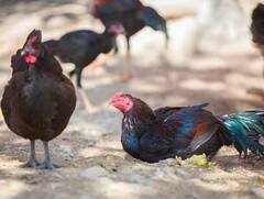 ਕਾਲੇ ਮੁਰਗਿਆਂ ਦੀ ਖੇਤੀ ਨਾਲ ਕਿਸਾਨ ਕਮਾ ਸਕਦੇ ਨੇ ਲੱਖਾਂ ਰੁਪਏ, ਜਾਣੋ ਕਿੰਨਾ ਆਉਂਦਾ ਹੈ ਖ਼ਰਚਾ