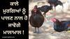 Kadaknath Chicken Farming: ਕਾਲੇ ਮੁਰਗਿਆਂ ਨੂੰ ਪਾਲਣ ਨਾਲ ਹੋ ਜਾਵੋਗੇ ਮਾਲਾਮਾਲ ! ਜਾਣੋ ਖ਼ਰਚਾ ਤੇ ਕਮਾਈ