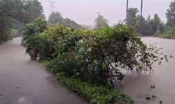 जिल्ह्यात जवळपास 70 टक्के भात रोपन्या पूर्ण झाल्या आहेत. परंतु आज झालेल्या पावसामुळे या भात रोपन्या झाल्या होत्या त्याचं मोठ्या प्रमाणात पुरामुळे नुकसान झालं आहे.
