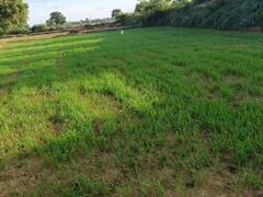 बारिश की बेरुखी से किसानों के माथे पर चिंता की लकीरें, लगातार बढ़ते तापमान से मुरझा रही धान की फसल