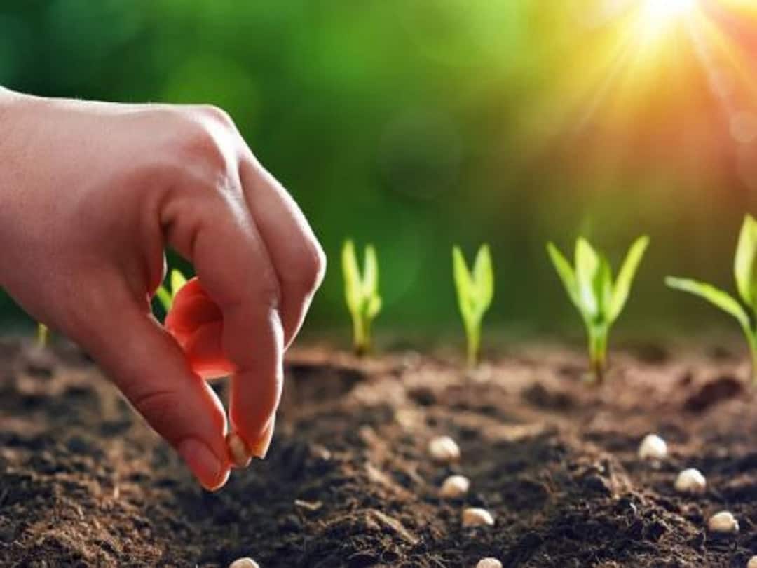 Maharashtra Rain 104 percent of the average rainfall in the state so far Maharashtra Rain : राज्यात आतापर्यंत सरासरीच्या 104 टक्के पाऊस, 85 टक्के क्षेत्रावर पेरणी पूर्ण