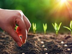 राज्यात आतापर्यंत सरासरीच्या 104 टक्के पाऊस, 85 टक्के क्षेत्रावर पेरणी पूर्ण