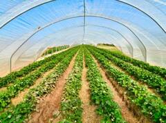 એક વખતનું રોકાણ, વર્ષો સુધી કમાણી; આ ખેતીમાં સરકાર ખેડૂતોને આપે છે 50 ટકા સુધીની સબસિડી