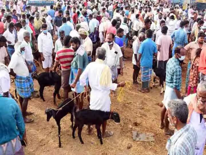 Dindigul  sale of goats has increased in Ayyalur market due to the special festivals of Aadi month temple TNN ஆடி மாதம்.. அய்யலூர் சந்தையில் சரசரவென அதிகரித்த ஆடுகள் விற்பனை.. வியாபாரிகள் மகிழ்ச்சி