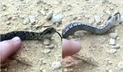 Viral Video: ਸੱਪ ਵੀ ਹੁੰਦੇ ਹਨ ਡਰਾਮੇਬਾਜ਼, ਖ਼ਤਰਾ ਦੇਖ ਕੇ ਮਰਨ ਦਾ ਕਰਦੇ ਨਾਟਕ, ਬਣ ਜਾਂਦੇ ਹਨ ਜਿੰਦਾ ਲਾਸ਼!