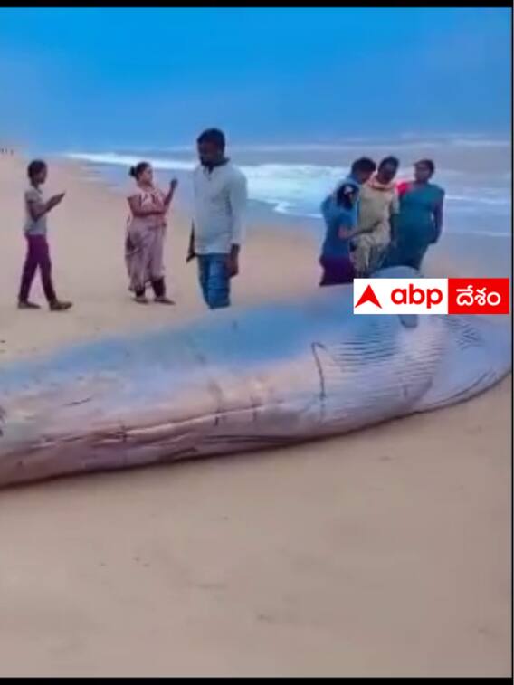 సిక్కోలు తీరంలో బ్లూవేల్