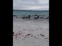 Pilot Whales Stranded On Australian Beach, More Than 50 Dead