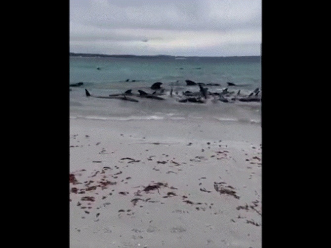 More than 50 pilot whales die after mass stranding in western Australia