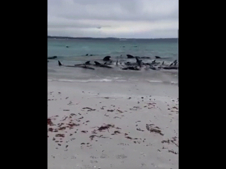 Pilot Whales Stranded On Australian Beach, More Than 50 Dead