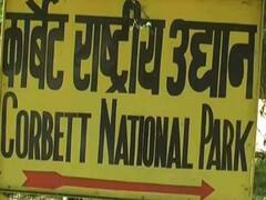 उत्तराखंड के कॉर्बेट नेशनल पार्क में मनाया जाएगा ग्लोबल टाइगर डे, तैयारियों में जुटे हैं अधिकारी