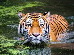 वाइल्ड लाइफ को करीब से देखना चाहते हैं तो बना लें इंडिया के इन नेशनल पार्क का ट्रिप, रोमांच से भर जाएगा हर एक पल