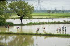 PM Kisan Scheme: কয়েক কিস্তিতে মোট ৬ হাজার! বাড়িতে বসেই সহজে আবেদন কীভাবে?