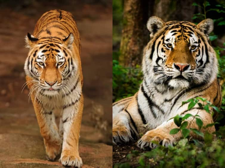 International Tiger Day 2023 Date History Significance Importance Theme Facts International Tiger Day 2023: வனத்தின் காவலன் என அழைக்கப்படும் புலிகள்.. சர்வதேச புலிகள் தினம் இன்று