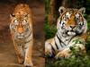 International Tiger Day 2023: வனத்தின் காவலன் என அழைக்கப்படும் புலிகள்.. சர்வதேச புலிகள் தினம் இன்று