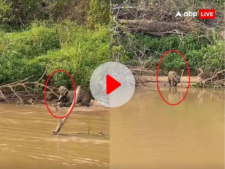 jaguar and crocodile fight in water video viral on social media Wildlife videos Jaguar Crocodile Video: पानी में घुसकर मगरमच्छ को दबोच लाया जगुआर, दोनों के बीच की खतरनाक लड़ाई रोंगटे खड़े कर देगा