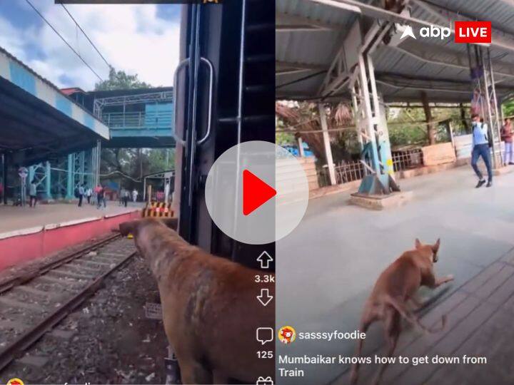 Dog traveling in mumbai local jumped from moving train video viral on social media Mumbai Local: मुंबई लोकल में सफर कर रहा कुत्ता चलती ट्रेन से कूदा, Physics का इस्तेमाल कर बचाई अपनी जान- Viral Video