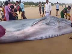 Blue Whale Found Washed Up At Meghavaram Beach In Andhra Pradesh. Watch