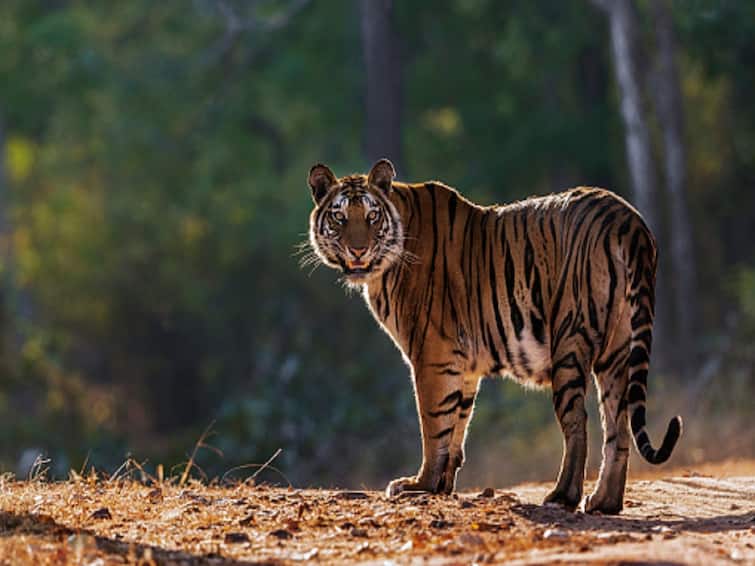 International Tiger Day 2023 History Significance and Why it Celebrate On 29 July International Tiger Day 2023: Date, History, Significance — All You Need to Know