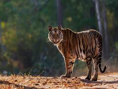 International Tiger Day 2023: Date, History, Significance — All You Need to Know