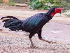 ਕਾਲੇ ਮੁਰਗਿਆਂ ਦੀ ਖੇਤੀ ਨਾਲ ਕਿਸਾਨ ਕਮਾ ਸਕਦੇ ਨੇ ਲੱਖਾਂ ਰੁਪਏ, ਜਾਣੋ ਕਿੰਨਾ ਆਉਂਦਾ ਹੈ ਖ਼ਰਚਾ