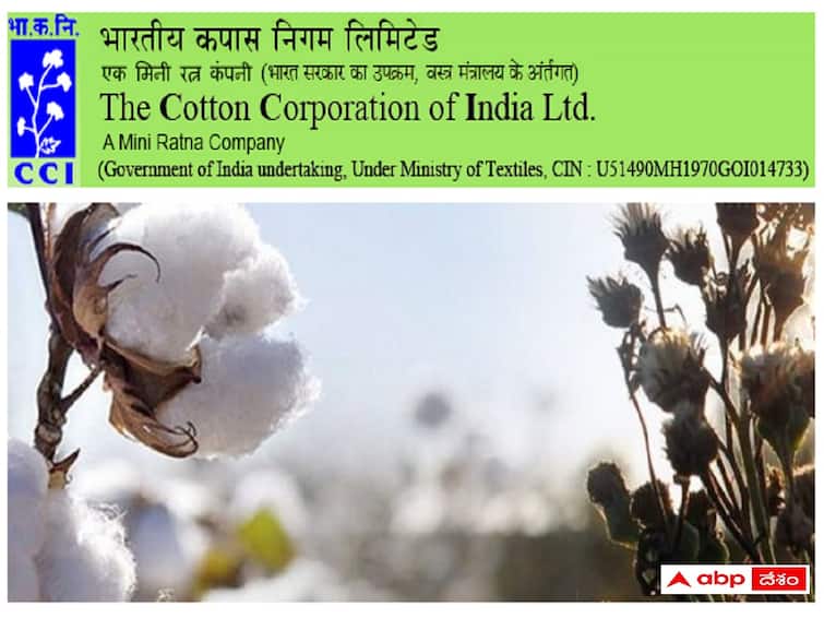 Cotton Corporation of India Ltd  has released notification for the recruitment of various posts in Adilabad Region CCIL: ఆదిలాబాద్‌ కాటన్ కార్పొరేషన్‌లో ఫీల్డ్, ఆఫీస్‌ స్టాఫ్ పోస్టులు - అర్హతలివే