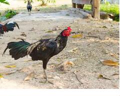 ਕਾਲੇ ਮੁਰਗਿਆਂ ਦੀ ਖੇਤੀ ਨਾਲ ਕਿਸਾਨ ਕਮਾ ਸਕਦੇ ਨੇ ਲੱਖਾਂ ਰੁਪਏ, ਜਾਣੋ ਕਿੰਨਾ ਆਉਂਦਾ ਹੈ ਖ਼ਰਚਾ