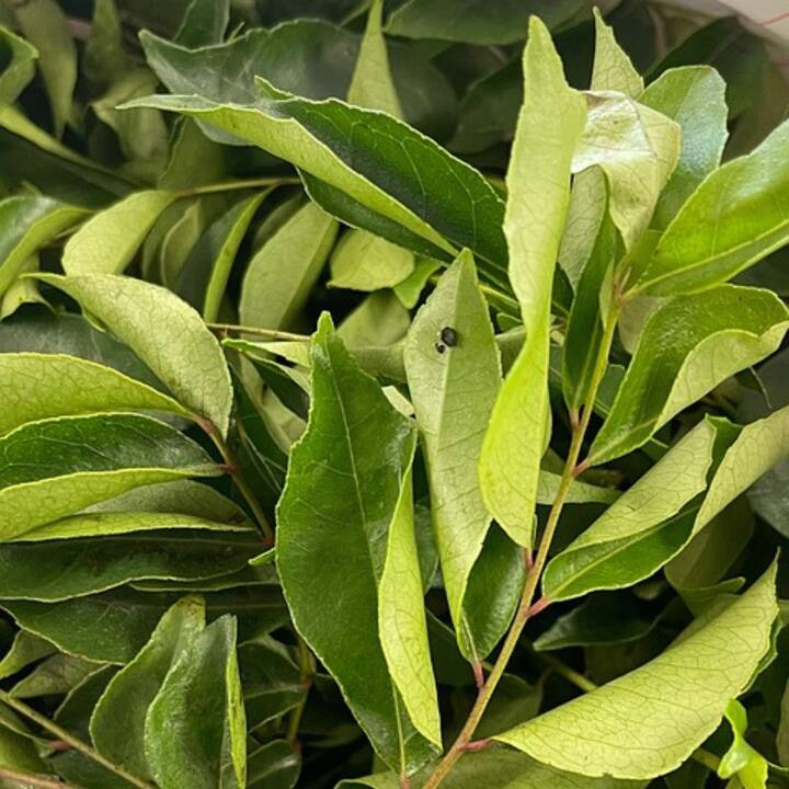 পর্যবেক্ষণ অনুযায়ী, কারিপাতায় উপস্থিত অ্যান্টিওবেসিটি এবং লিপিড-হ্রাসকারী উপাদান স্থূলতার বিরুদ্ধে লড়াই করতে পারে। কোলেস্টেরলের মাত্রাও নিয়ন্ত্রণ করে।