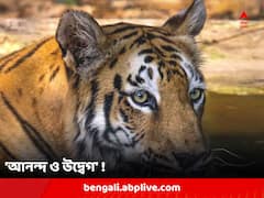 দেশের ক্রমাগত বাঘের সংখ্যা বৃদ্ধি একইসঙ্গে আনন্দ ও উদ্বেগের কারণ, কেন একথা বলছেন বিশেষজ্ঞরা ?