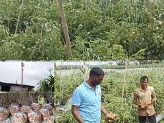 Tomato : कोल्हापुरात शेतातील टोमॅटोवर चोरट्यांचा डल्ला; सीसीटीव्ही असूनही चकवा देत शेतकऱ्याचा घास हिरावला