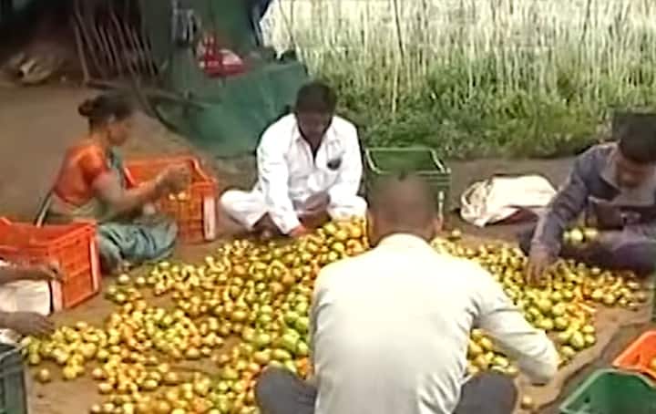 maharashtra news nashik news Discussion of tomato farmers of Dhulwad village in Sinnar taluka on social media Nashik Tomato Farmer : सिन्नरचे शेतकरी टोमॅटोने लखपती झाले, मात्र संघर्षगाथाही तेवढीच मोठी, हा प्रवास सोपा नव्हता