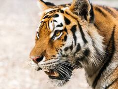 International Tiger Day : உலகில் அதிகபட்சமான புலிகள் இந்தியாவில் தான் இருக்கிறது - சர்வதேச புலிகள் தினம் இன்று !