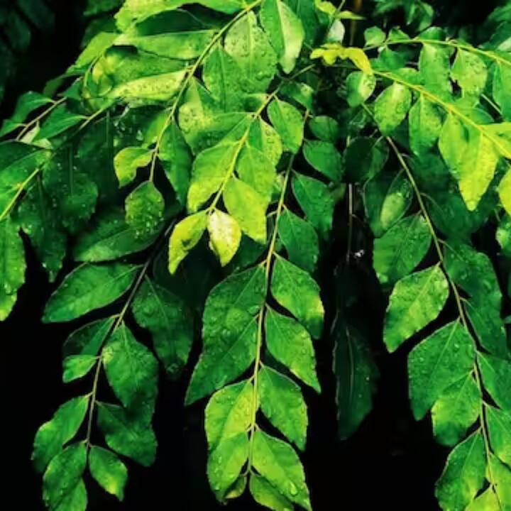 খুব সহজেই এই পাতা পাওয়া যায়। মূলত দক্ষিণ ভারতের খাবারের পদে এই পাতার ব্যবহার খুবই করা হয়। বাড়িতে বসানো যেতে পারে এই পাতার গাছ।