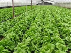 Monsoon Farming: ચોમાસામાં કરો આ શાકભાજીની ખેતી, ખેડૂતોને થશે તગડો નફો