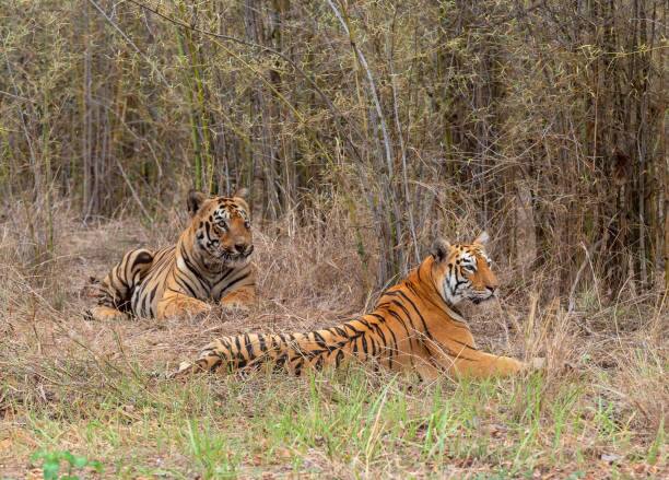 தமிழ்நாட்டில் மட்டும் 264 புலிகளும் இருப்பதாகவும் இந்தியாவில் அதிகப்பட்சமான புலிகள் மத்திய பிரதேச மாநிலத்தில் 526 புலிகள் இருப்பதாக கூறப்படுகிறது