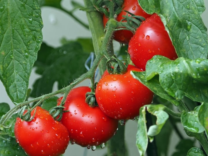 ये है वो टमाटर, जो 45 दिनों तक भी खराब नहीं होता FLAVR SAVR TOMATO Does not spoil even for 45 days ये है वो टमाटर, जो 45 दिनों तक भी खराब नहीं होता