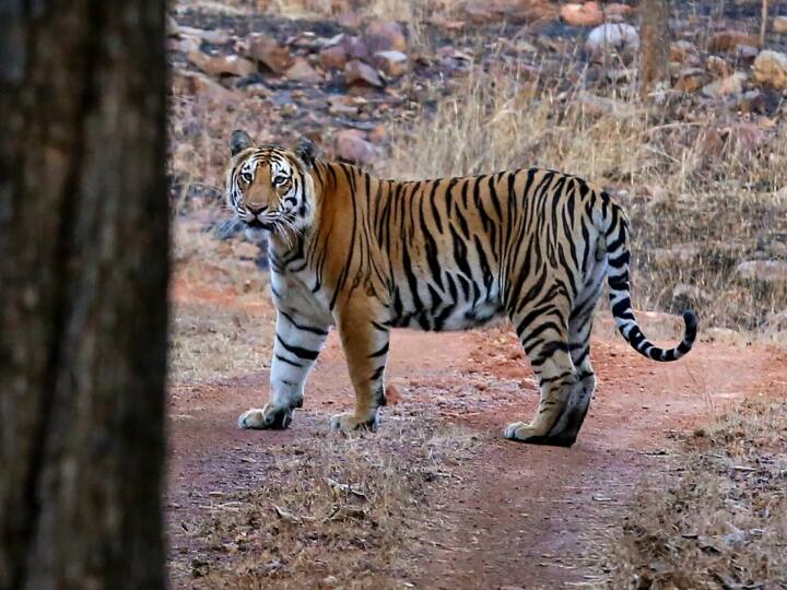 Madhya Pradesh became Tiger State with 785 tigers CM Shivraj Singh Chouhan congratulated people of state MP Tiger News: मध्य प्रदेश 785 बाघों के साथ बना 'टाइगर स्टेट,' सीएम शिवराज ने दिया ये संदेश
