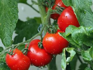 Tomato: ਇਹ ਉਹ ਟਮਾਟਰ, ਜਿਹੜਾ 45 ਦਿਨਾਂ ਤੱਕ ਨਹੀਂ ਹੁੰਦਾ ਖ਼ਰਾਬ