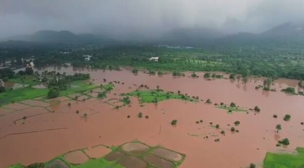 palghar Rain Loss crop loss due to heavy rain imd alert maharashtra weather update Palghar Rain : पालघरला मुसळधार पावसाचा तडाखा! भातशेतीसह बागायती शेती आणि घरांचंही नुकसान