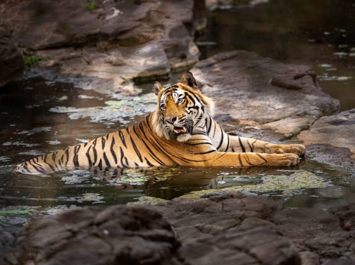 MP News: मध्य प्रदेश एक बार फिर से टाइगर स्टेट का दर्जा रखने में बरकरार, जानें किस राज्य में हैं कितने बाघ? Madhya Pradesh once again retains status of Tiger State know how many Others state ANN MP News: मध्य प्रदेश एक बार फिर से टाइगर स्टेट का दर्जा रखने में बरकरार, जानें किस राज्य में हैं कितने बाघ?